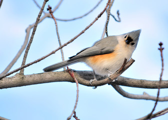 Tufted Titmouse