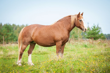 Beautiful lithuanian heavy draft horse standing on the pasture