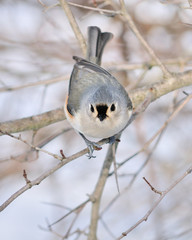 Tufted Titmouse