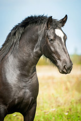 Portrait of beautiful black horse
