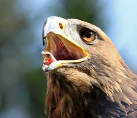 big Eagle with open beak and eyes wide-open