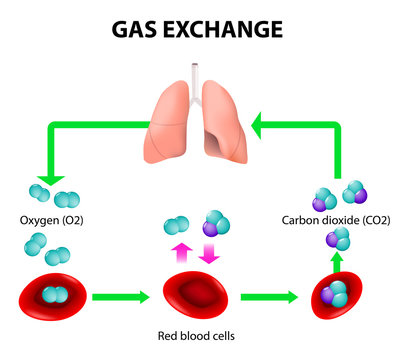 gas exchange