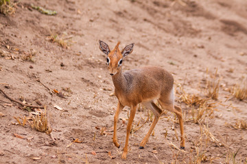 Kirk's Dikdik  - Lake Manyara NP