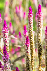 Obraz premium A flower of weed grass with sun light