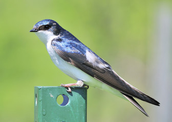 Tree Swallow