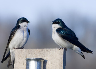 Tree Swallows (Iridoprocne bicolor)