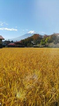 Brown Rice Field With Mt.fuji Background