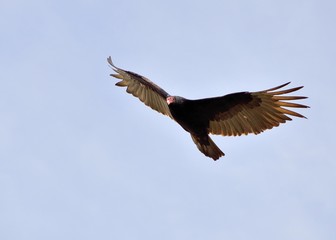 Turkey Vulture