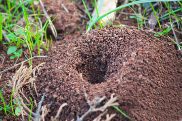 anthill close up