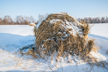 hay in the snow