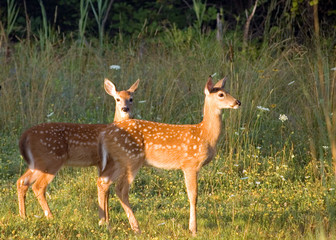Whitetail Deer Fawns