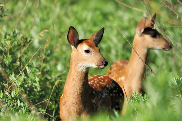 Obraz premium Whitetail Deer Fawns