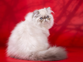 Persian cat