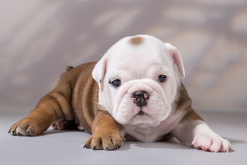 English bulldog  puppy