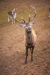 Powerful adult red deer stag in natural environment autumn fall