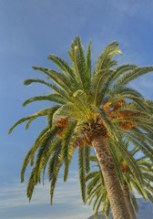 Fototapeta na wymiar two palm trees against blue sky