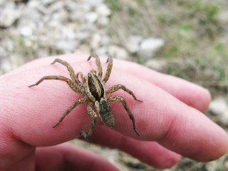 spider