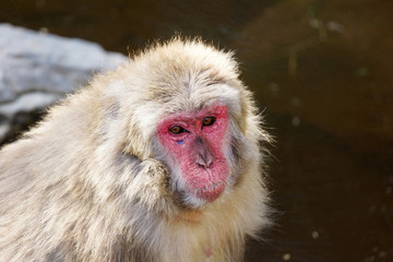 Sad Japanese macaque