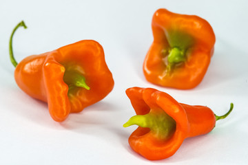 Chili Bischofsmütze, Capsicum baccatum L.