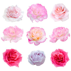 collage of nine roses
