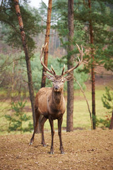Powerful adult red deer stag in natural environment autumn fall