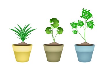 Three Fresh Herbal Plant in Ceramic Flower Pots