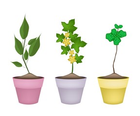 Winter Melon Plants and Peppermint Plants in Ceramic Pots