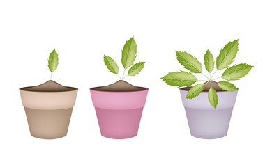 Fresh Paracress Plants in Ceramic Flower Pots
