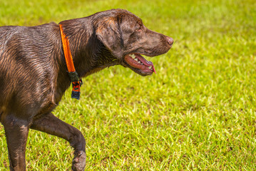 Dogs playing in a wet park