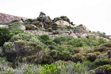 Lucky Bay - Cape le Grand - Western Australia