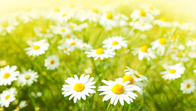 Fototapeta Daisies flowers field