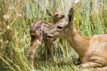 Close up of a deer family