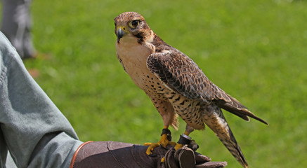 Falconer with the Falcon on training glove