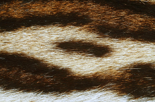pelliccia di felino esotico