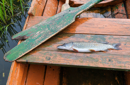 Caught pike lies in a fishing boat