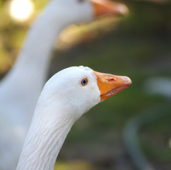 Goose portrait