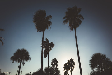 Tall palm trees in Daytona Beach, Florida.