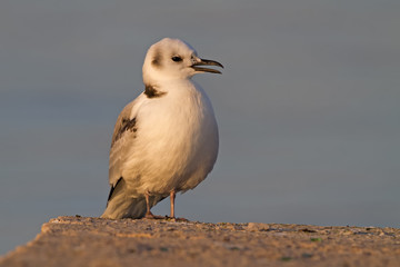 Young Black-Legged Kittiwake