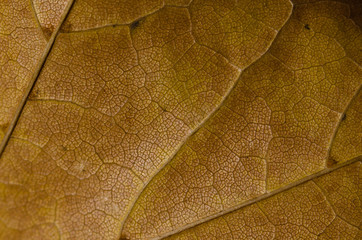 Nature Abstract - Epidermis Cells and Veins of a Dying Leaf