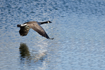 Fototapeta na wymiar Canada Goose Flying Over the Lake