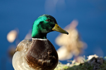 Profile of a Male Mallard Duck