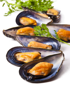 mussels isolated on white background