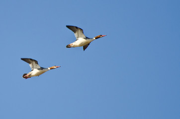 Fototapeta na wymiar Two Female Common Mergansers Flying Over the Marsh