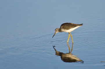 Lone Sandpiper in Shallow Water