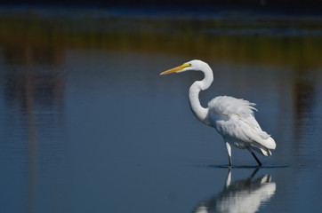 Great Egret Hunting for Fish