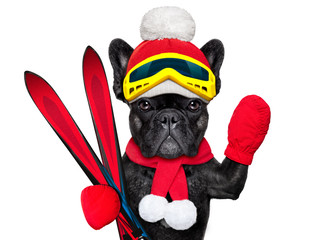 dog ski winter