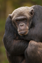 Chimpansee kijkt naar jouw.