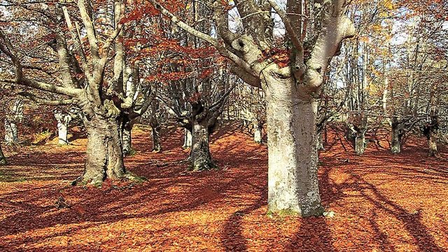 Oto&ntilde;o slow motion