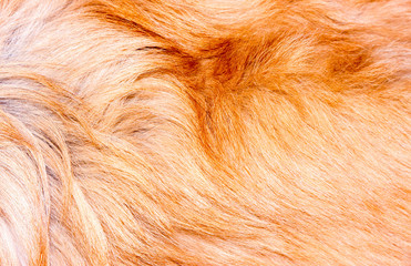 Fur texture.