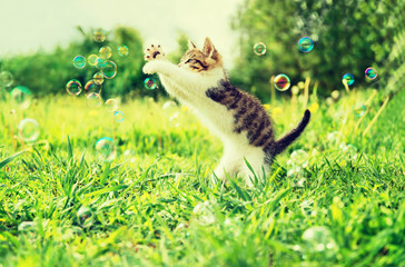 Kitten playing with soap bubbles outdoor